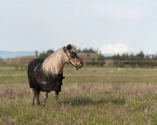 Miniature Horse Therapy Blanket