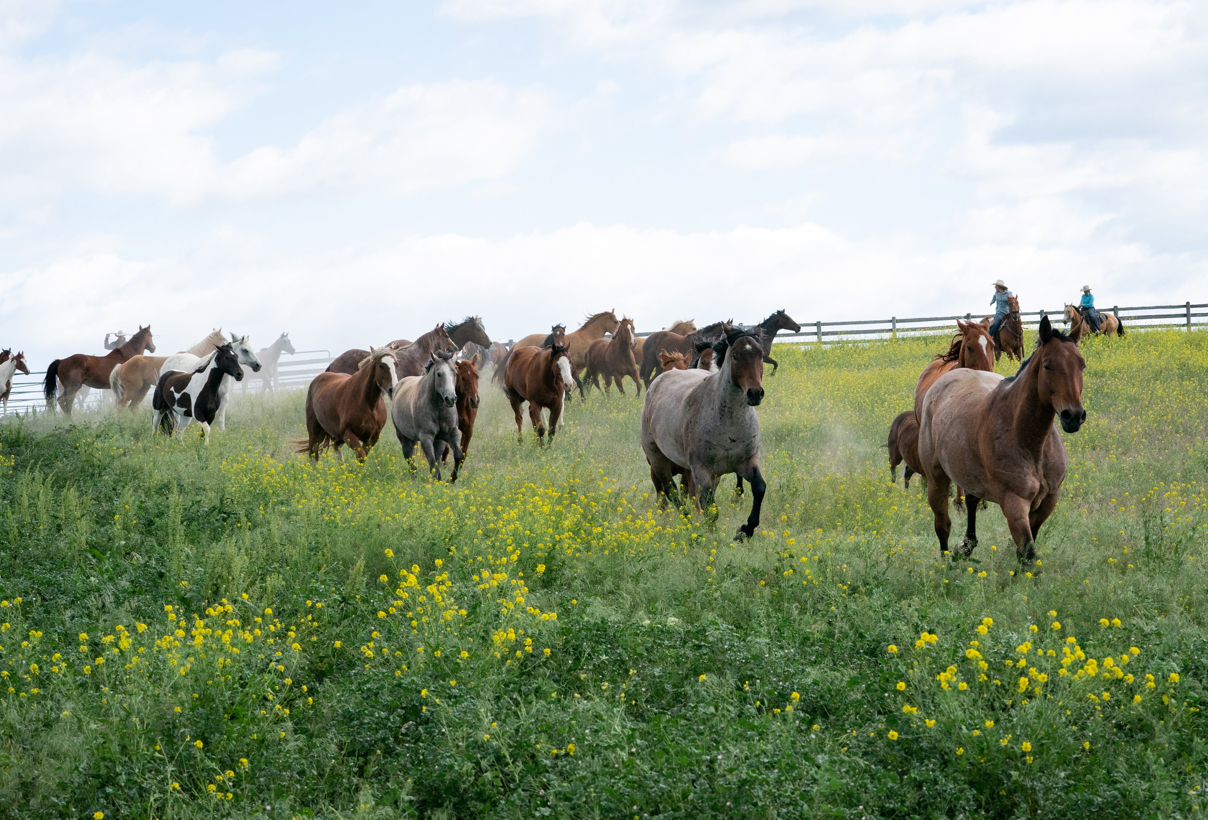 Renegade Cowgirls