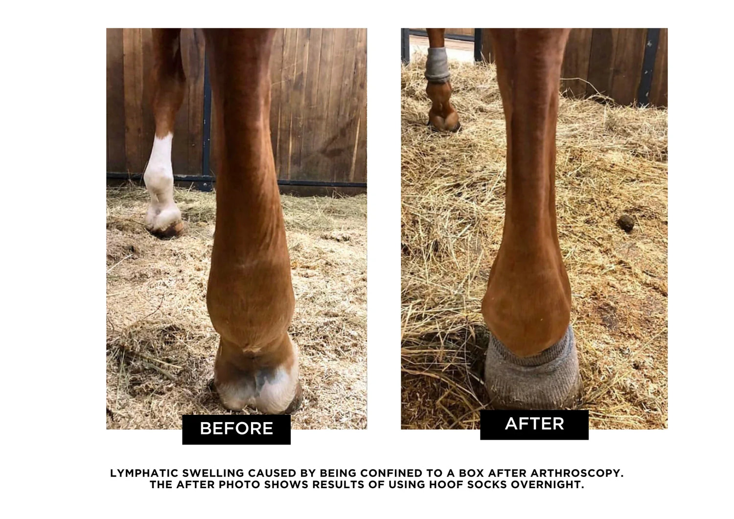 Incrediwear Equine