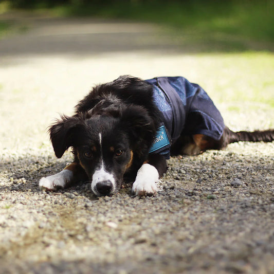 Cool on Track Dog Coat