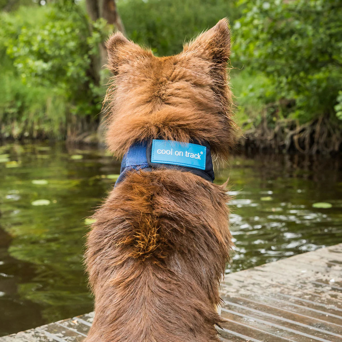 Cool on Track Bandana