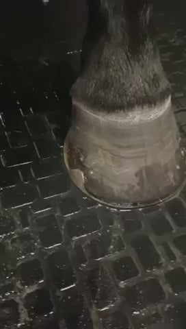 Circulation Hoof Socks